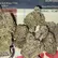 Flower Photo of All Flower/Strains (Prescription Medical Cannabis) ZA T32 Zangria