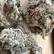 Flower Photo of All Flower/Strains (Prescription Medical Cannabis) SS T24 Scoops