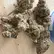 Flower Photo of All Flower/Strains (Prescription Medical Cannabis) FRC T22 Frosted Cookies