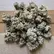 Flower Photo of  C-CMI T26 Cereal Milk