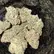 Flower Photo of Importers & Pharmacy Wholesalers GM Smalls T25 Gelato