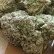 Flower Photo of Importers & Pharmacy Wholesalers GMO T18 GMO Cookies
