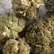 Flower Photo of All Flower/Strains (Prescription Medical Cannabis) CDR T22 Cinderella 99