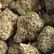 Flower Photo of All Flower/Strains (Prescription Medical Cannabis) GSC T27 Gas Cream Cake