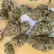 Flower Photo of All Flower/Strains (Prescription Medical Cannabis) AMS T24 Alien Mints