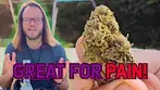 Lemon Diesel Fritter | High Greens | Medical Flower Review