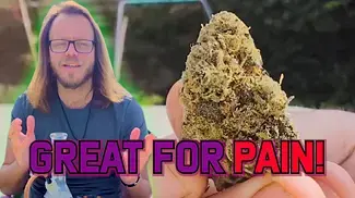 Lemon Diesel Fritter | High Greens | Medical Flower Review