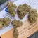 Flower Photo of All Flower/Strains (Prescription Medical Cannabis) SCP T21 Sherb Cream Pie