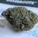 Flower Photo of All Flower/Strains (Prescription Medical Cannabis) BDM T18 Blue Dream