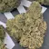 Flower Photo of All Flower/Strains (Prescription Medical Cannabis) LM T27 London Marker