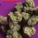 Flower Photo of All Flower/Strains (Prescription Medical Cannabis) BRITZ T27 Britz