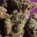 Flower Photo of Companies Cultivating/Producing UK Medical Cannabis AS T27 Atomic Slurricane