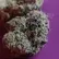 Flower Photo of All Flower/Strains (Prescription Medical Cannabis) LG T29 Lamb of God