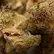 Flower Photo of All Flower/Strains (Prescription Medical Cannabis) JFA T20 Jet Fuel Apricot