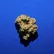 Flower Photo of All Flower/Strains (Prescription Medical Cannabis) Core GMO-AC T26 GMO Animal Cookies