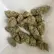 Flower Photo of All Flower/Strains (Prescription Medical Cannabis) GD T26 Gelato Dream