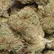 Flower Photo of Companies Cultivating/Producing UK Medical Cannabis BB T30-T31 Bruce Banner