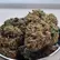 Flower Photo of Companies Cultivating/Producing UK Medical Cannabis FC T32 Fight Club