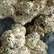 Flower Photo of  DF T29 Dante's Fire