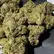 Flower Photo of  BD T23 Blue Dream