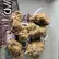 Flower Photo of  SMM T28 Slurricane Mimosa