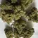 Flower Photo of All Flower/Strains (Prescription Medical Cannabis) BC T25 Beach Crasher