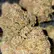 Flower Photo of  AMS T24 Alien Mints