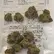 Flower Photo of  WCK T27 Well-Crafted Kush