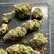 Flower Photo of  Core ZKF T26 Zkittlez Fuel