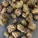 Flower Photo of  Access T22 Bubblegum Mintz