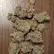Flower Photo of  CC T25 Crystal Caviar