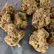 Flower Photo of Companies Cultivating/Producing UK Medical Cannabis FC T26 Frosted Cookies