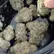 Flower Photo of  MAC T24 Miracle Alien Cookies