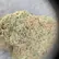 Flower Photo of  Craft MBD T27 Moby Dick