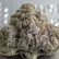 Flower Photo of  GB T21 Glitter Bomb