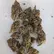 Flower Photo of All Flower/Strains (Prescription Medical Cannabis) SHR T24 Sherbet Runtz