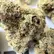Flower Photo of All Flower/Strains (Prescription Medical Cannabis) MFL T26 Mango Fuel