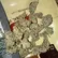 Flower Photo of  CL T26 Crystal Lobster