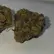 Flower Photo of Packagers, Manufacturers & Formulators Organic CFC T27 Coffee Cake