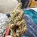Flower Photo of All Flower/Strains (Prescription Medical Cannabis) C-CMI T26 Cereal Milk