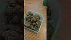 Craft botanics Gelonade           Lemon tree x gelato 41