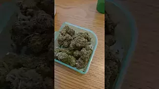 Craft botanics Gelonade           Lemon tree x gelato 41
