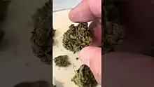 Medical Bud Reviews Video Thumbnail