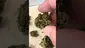 Video Thumbnail: Medical Bud Reviews