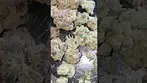Shpritzer T32 By IPS medical flower