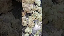 Green Script Reviews Video Thumbnail