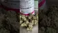 Video Thumbnail:  Pesky Mesky Meds