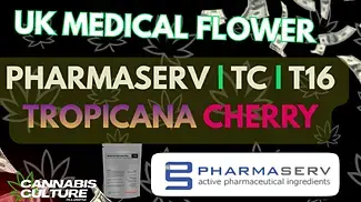 UK MEDICAL FLOWER | Pharmaserv | TC | T16 | TROPICANA CHERRY