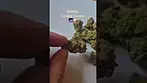 Aurora - Cosmic Cream (Pedanios 31/1 cos-ca)(UK Medical Cannabis Prescription)