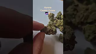 Aurora - Cosmic Cream (Pedanios 31/1 cos-ca)(UK Medical Cannabis Prescription)